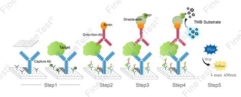 Activated protein C ELISA Kits 